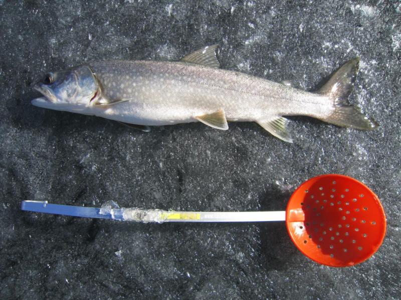 Blue Mesa lake trout 