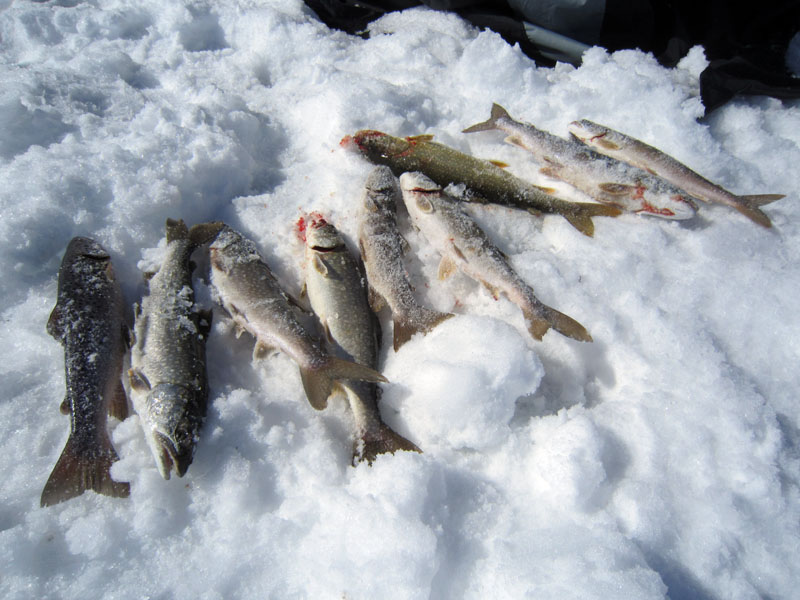 Ice fishing at Blue Mesa for lake trout and brown trout