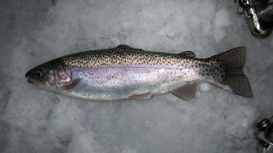 blue mesa reservoir rainbow trout.
