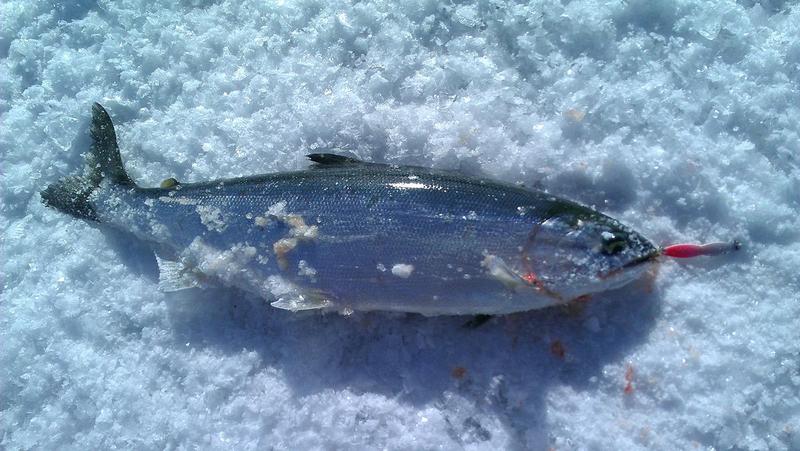 Blue Mesa Kokanee Salmon Through the ice 2013!