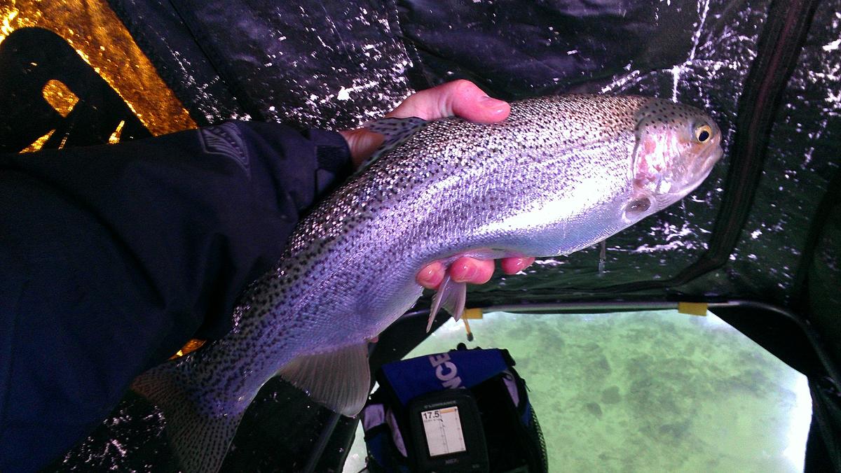 Blue Mesa rainbow trout through the ice!