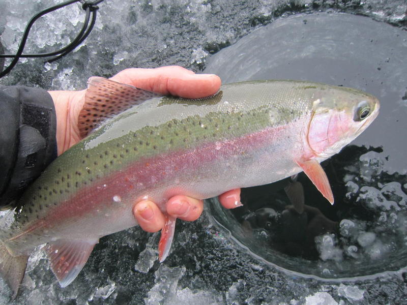 Ice Fishing Report Archives - Ice Fish Colorado