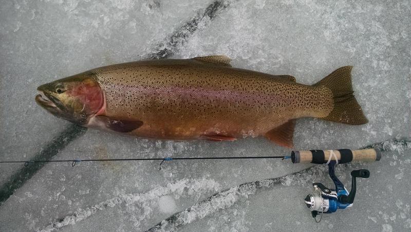 Trophy Colorado trout through the ice 2015