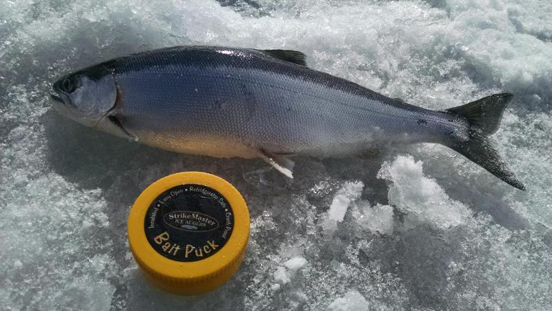 Blue mesa kokanee salmon 2015 ice fishing!