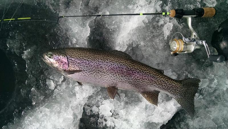 Blue Mesa Rainbow Trout ice fishing 2015