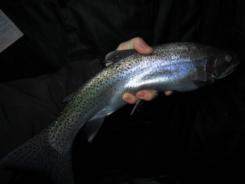 Blue Mesa rainbow trout.