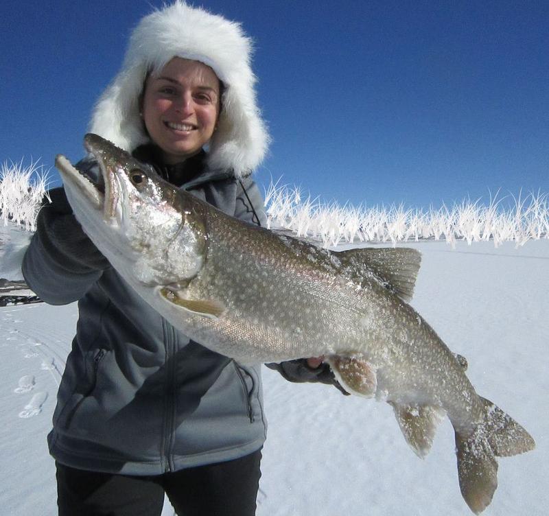 2013 Blue Mesa Catch & Release Trophy Lake Trout!!!!