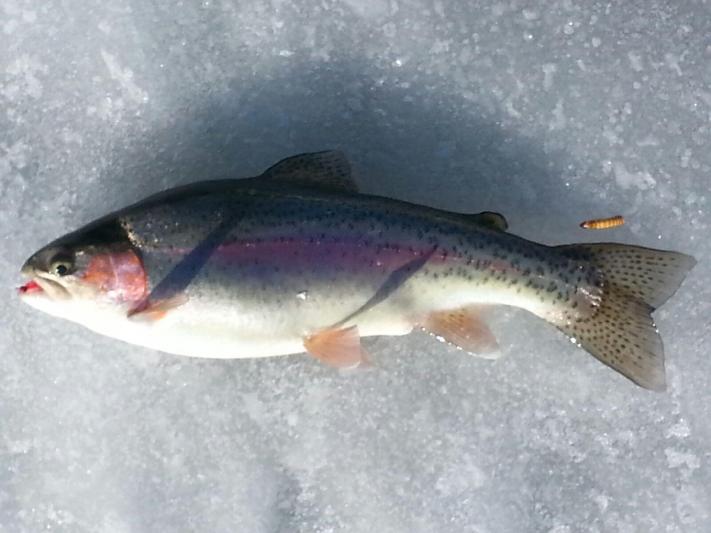Tarryall rainbow trout