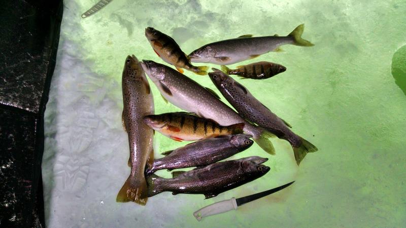 Blue mesa ice fishing lake trout, brown trout, rainbow trout, perch