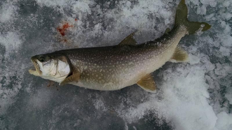 blue mesa lake trout through the ice in Colorado
