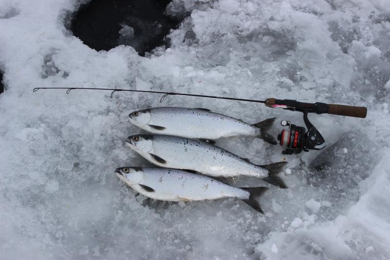 blue mesa kokanee salmon through the ice in 2016!