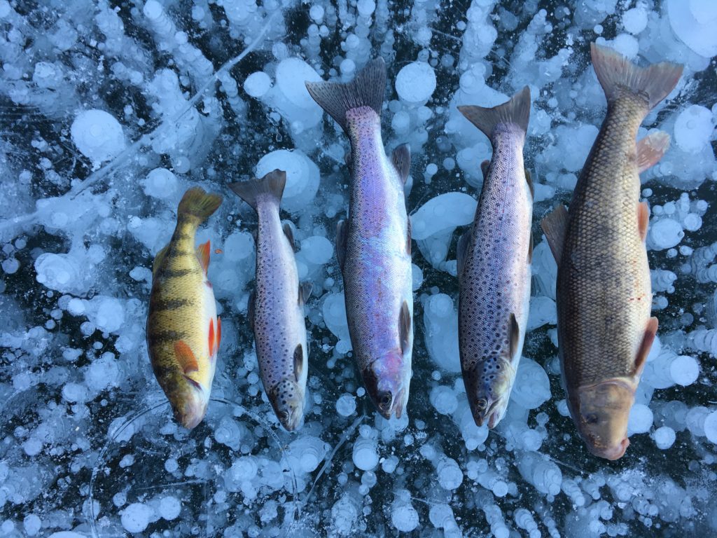 yellow perch, brown trout, rainbow trout, sucker on blue mesa reservoir ice