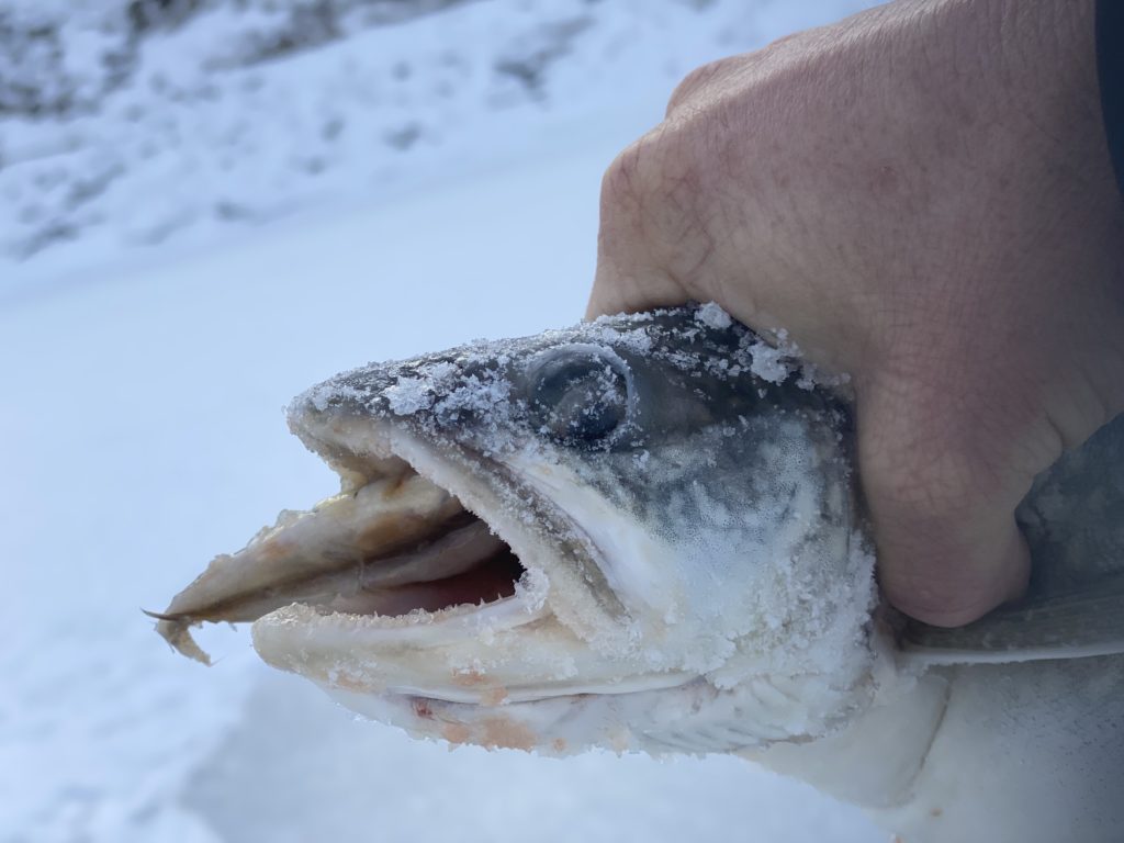 Blue Mesa lake trout eating perch