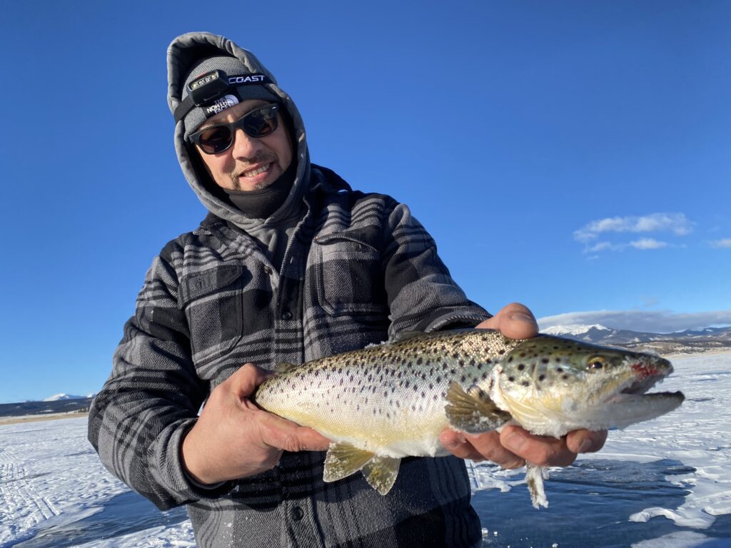Colorado brown trout